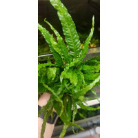 Папоротник хвост аллигатора (Microsorum pteropus alligator tail)