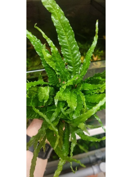 Папоротник хвост аллигатора (Microsorum pteropus alligator tail)