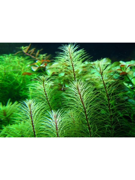 Ротала Энье (Rotala sp. Enie)