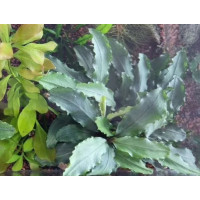 Буцефаландра Silver Powder(Буцефаландра sp. Silver Powder) Буцефаландра Silver Powder(Буцефаландра sp. Silver Powder)
