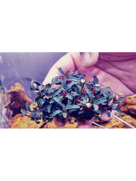 Буцефаландра темный фантом (Bucephalandra dark phantom)