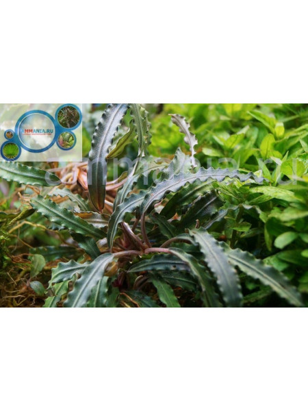 Bucephalandra sp. Godzilla