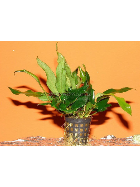 Анубиас минима (Anubias sp. minima)