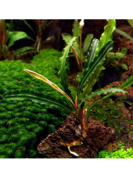 Bucephalandra sp. Green Velvet Leaf