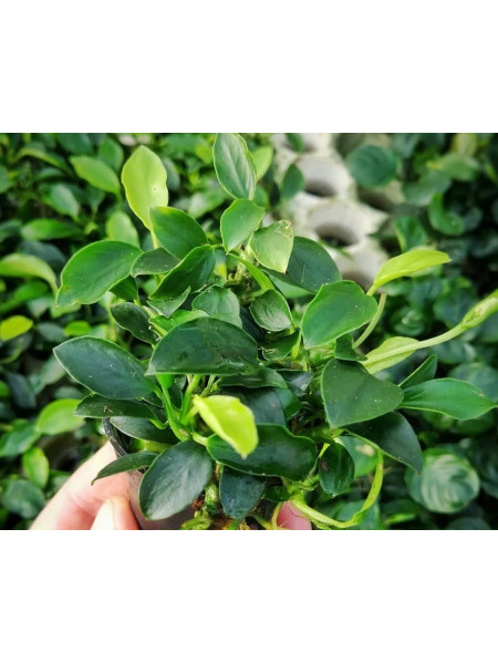 Анубиас Паксинг (Anubias 'Paxing')