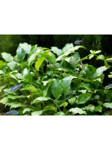 Шизмотоглотис Прието (Schismatoglottis prietoi)