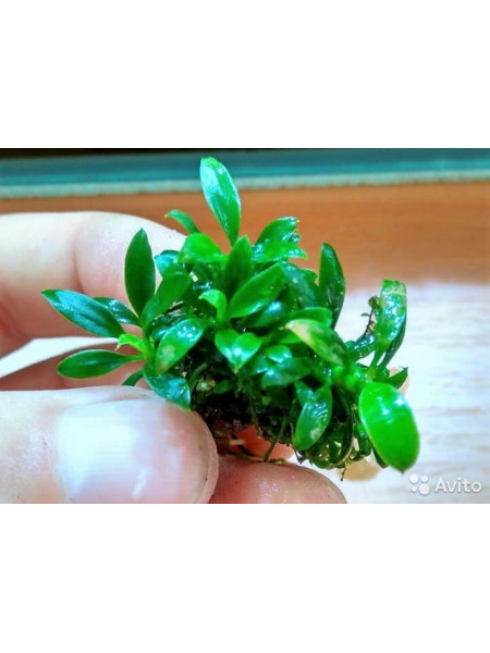 Анубиас Панголино (Anubias nana Pangolino)