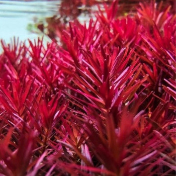 Ротала Blood Red (Rotala Blood Red)