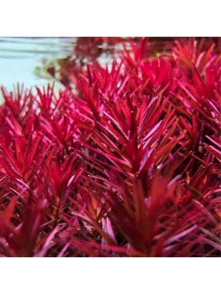 Ротала Blood Red (Rotala Blood Red)
