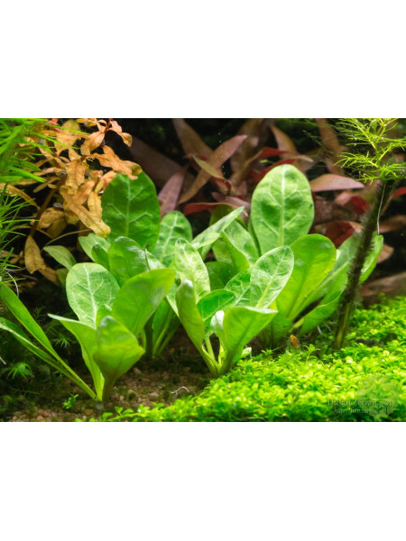 Самолус парвифлорус (Samolus parviflorus)