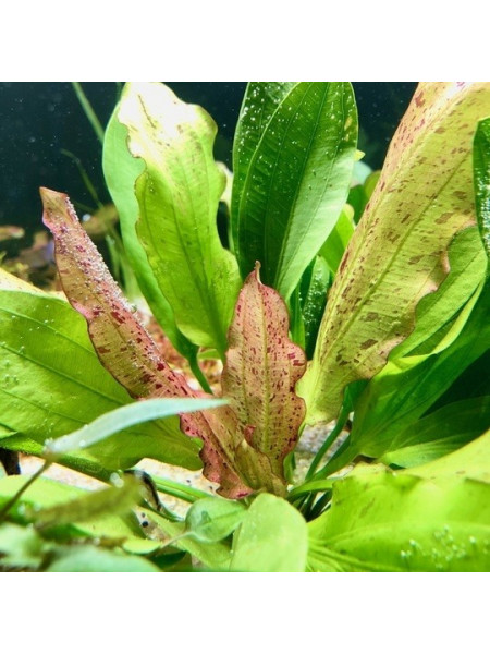 Эхинодорус Ягуар (Echinodorus Jaguar)