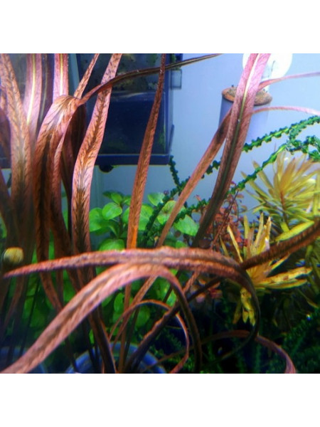 Криптокорина Спиралис Тигр (Cryptocoryne spiralis sp. Tiger)