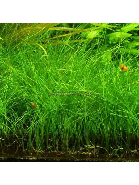 Элеохарис вивипара, ситняг живородящий (Eleocharis vivipara)