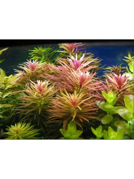 Лимнофила ароматика (Limnophila aromatica)