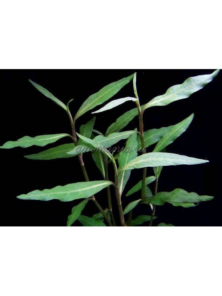 Персикария гидропипероидес Persicaria Hydropiperoides