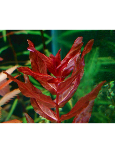 Ротала макрандра Флорида (Rotala macrandra sp. Florida) (пучок 5 веток)