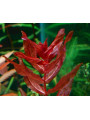 Ротала макрандра Флорида (Rotala macrandra sp. Florida) (пучок 5 веток) Ротала макрандра Флорида (Rotala macrandra sp. Florida) (пучок 5 веток)