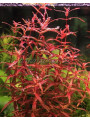 Ротала макрандра Флорида (Rotala macrandra sp. Florida) (пучок 5 веток)