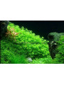 Хемиантус микрамонтеидес (Hemianthus micranthemoides)