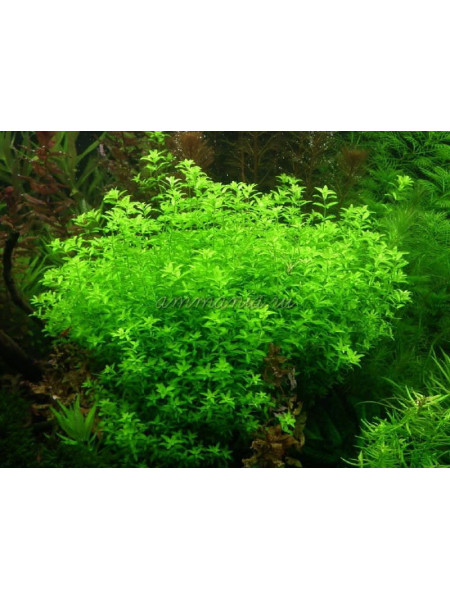 Хемиантус микрамонтеидес (Hemianthus micranthemoides)