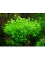 Хемиантус микрамонтеидес (Hemianthus micranthemoides)