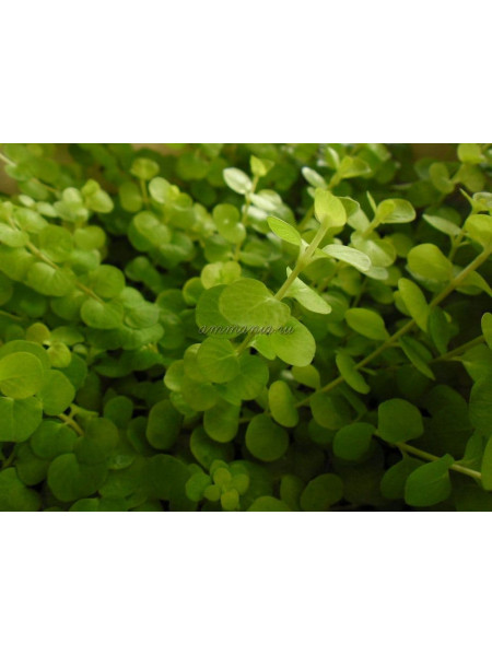 Якутка, денежник, вербейник, монетница(Lysimachia nummularia)
