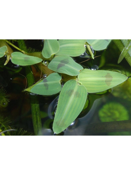 Гигрориза (Hygrorhiza aristata)
