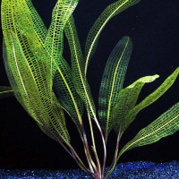 Апоногетон мадагаскарский (увирандра) Aponogeton madagascariensis