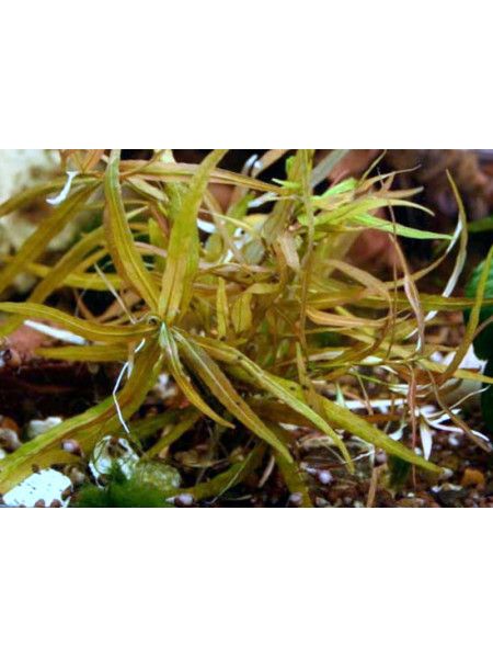 Гигрофила многосеменная "Цейлон" (Hygrophila polysperma var. Ceylon)