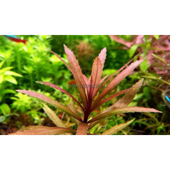 Погостемон Кимберли (Pogostemon sp. Kimberley)