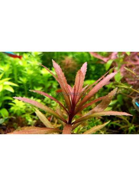 Погостемон Кимберли (Pogostemon sp. Kimberley)