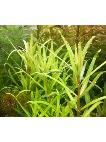 Погостемон Ятабианус (Pogostemon Yatabeanus)