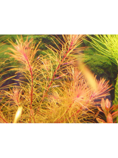Ротала Вьетнам (Rotala wallichii sp. Vietnam)