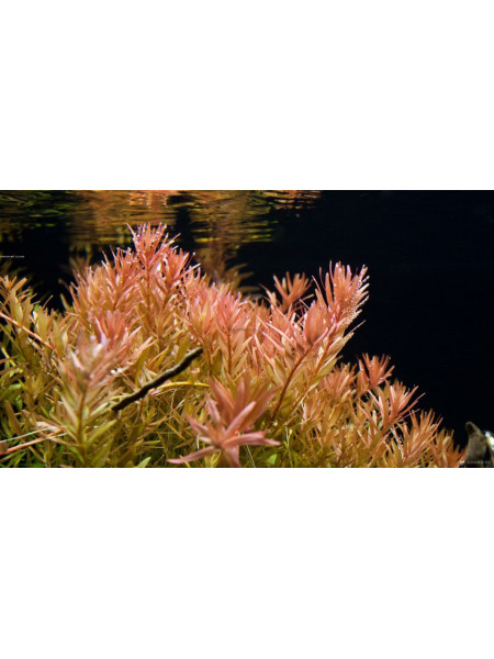 Ротала индика (Rotala indica)
