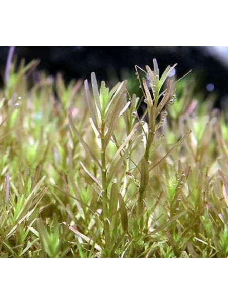 Ротала Ваянд Rotala sp.Wayanad
