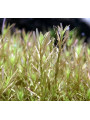Ротала Ваянд Rotala sp.Wayanad Ротала Ваянд Rotala sp.Wayanad