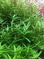 Ротала Ваянд Rotala sp.Wayanad