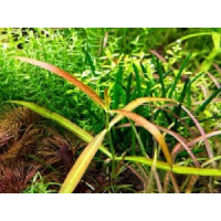 Хедиотис Борнео оранжевый (Hedyotis sp. Borneo Orange)