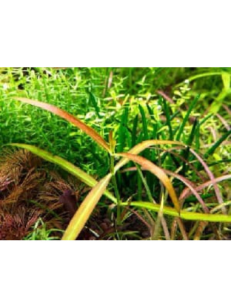 Хедиотис Борнео оранжевый (Hedyotis sp. Borneo Orange)
