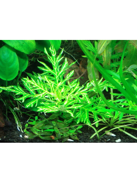 Гигрофила Разнородная Вайс_Грюн (Hygrophila difformis WeifiGrun)