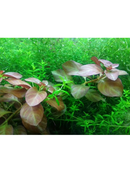Людвигия Розе (Ludwigia sp. Rose)