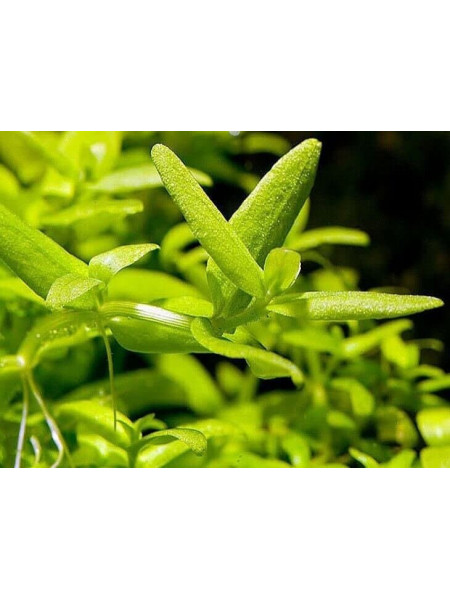 Бакопа Японская (Bacopa sp. Japan)