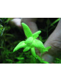 Бакопа Японская (Bacopa sp. Japan)