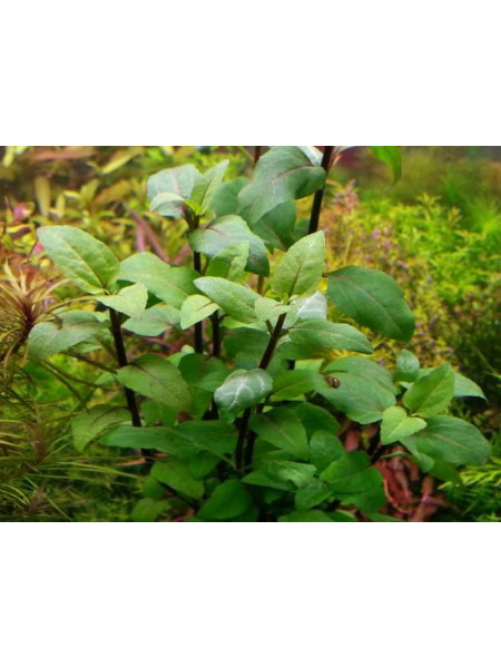 Акмелла ползучая (Acmella repens)