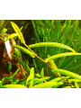 Полигонум (sp. Polygonum)