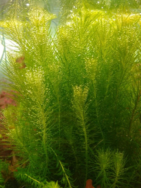 Майака Сан Франциско (Mayaca sp. San Francisco)