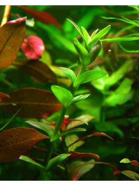 Линдерния крупноцветковая (Lindernia grandiflora)