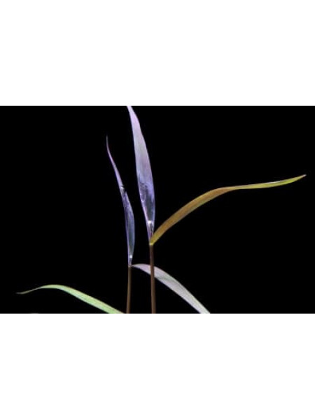 Poaceae Purple Bamboo