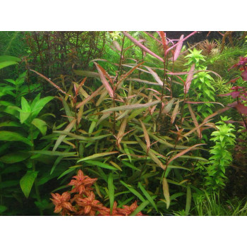 Полигонум (sp. Polygonum)