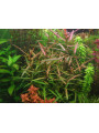 Полигонум (sp. Polygonum) Полигонум (sp. Polygonum)